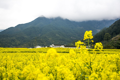 婺源江嶺、篁嶺純玩雙高