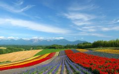 漫步花海-北海道、小樽、函館、洞爺湖豪華5日